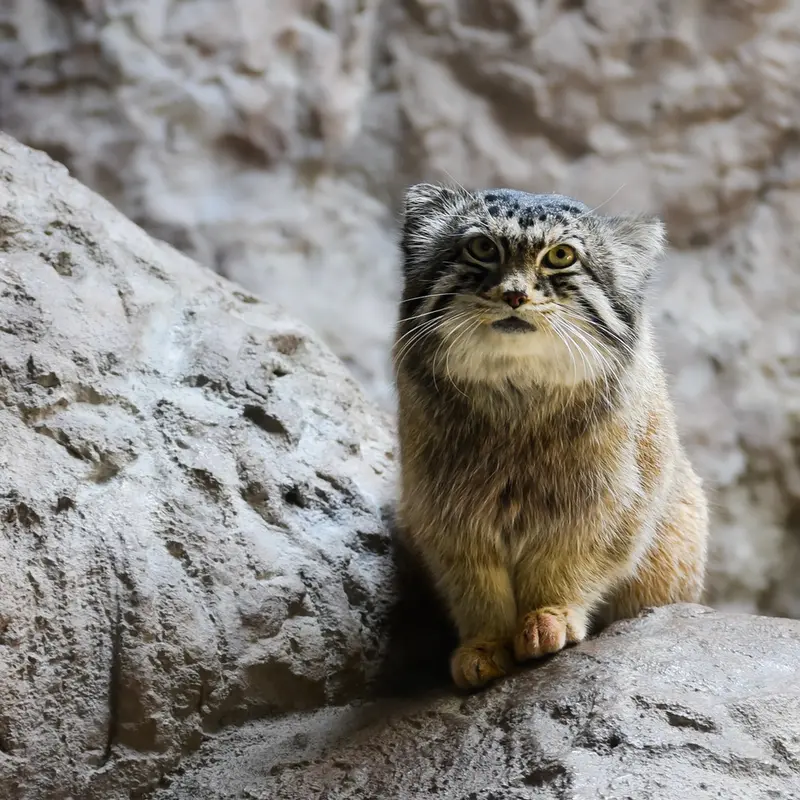 バーミンガム動物園のバタールの写真