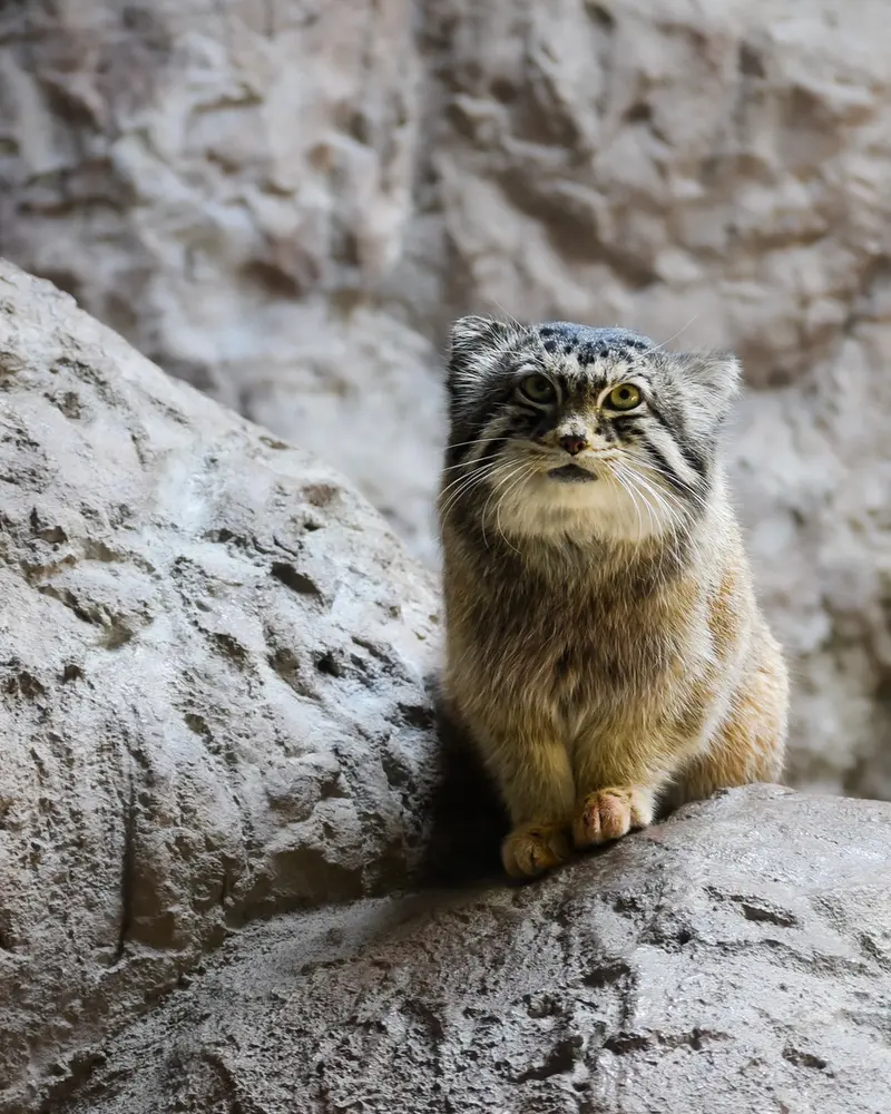 バーミンガム動物園のバタールの写真