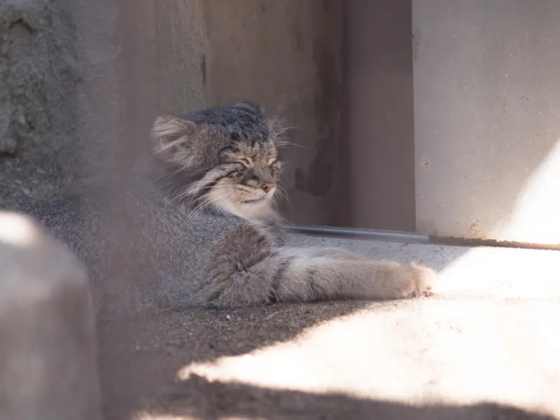 野毛山動物園のフィーガの写真