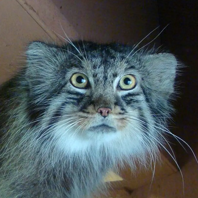 埼玉県こども動物自然公園のマヌルネコのオスカー