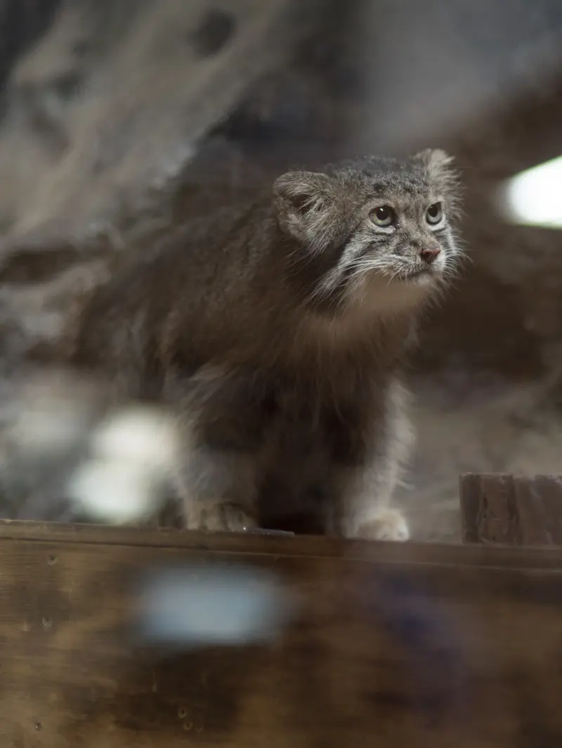 恩賜上野動物園のクリョンの写真