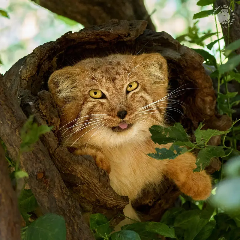 エレバン動物園のナノの写真