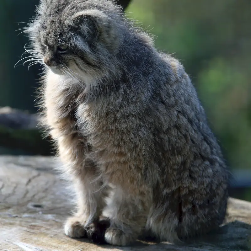ウッチ動物園のパッツォの写真