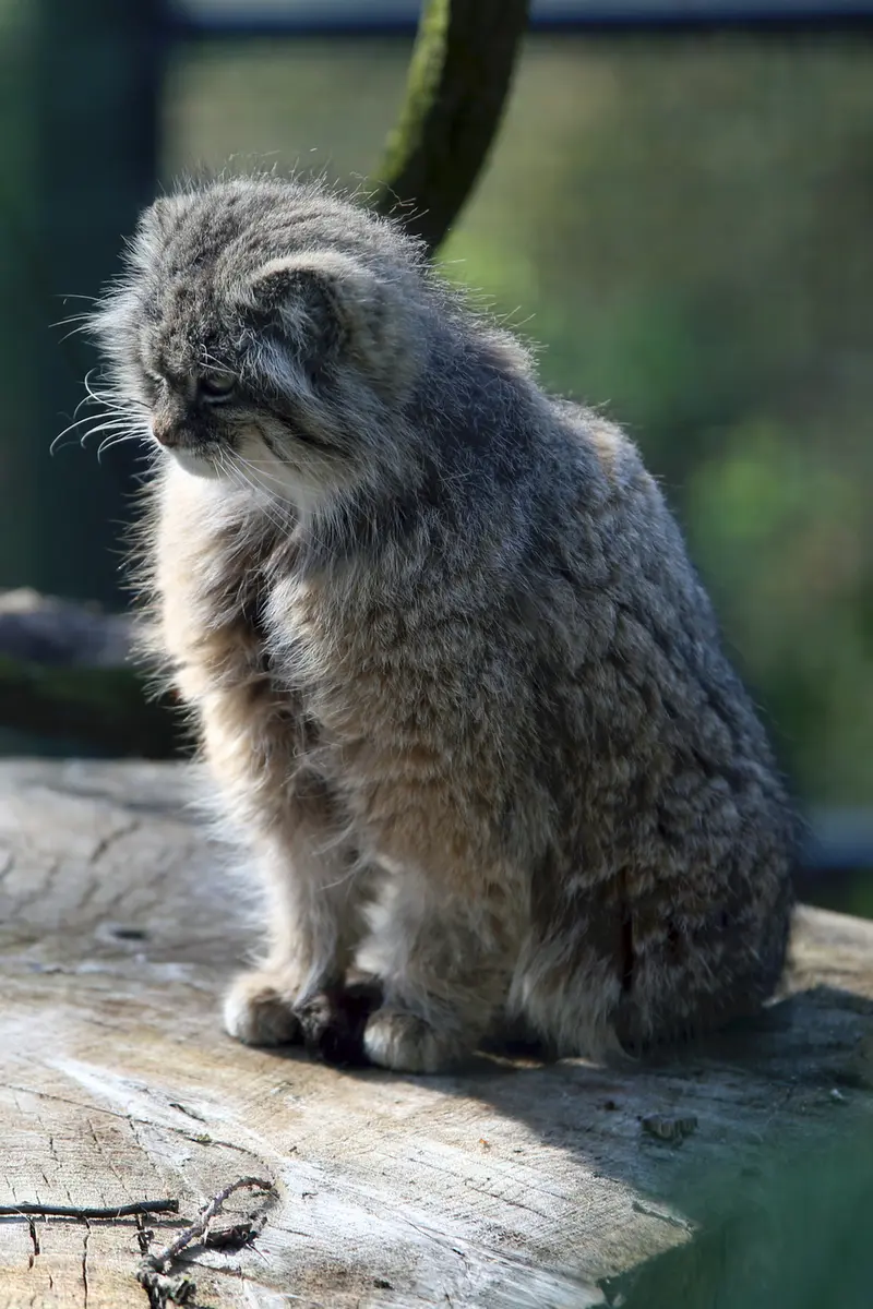 ウッチ動物園のパッツォの写真