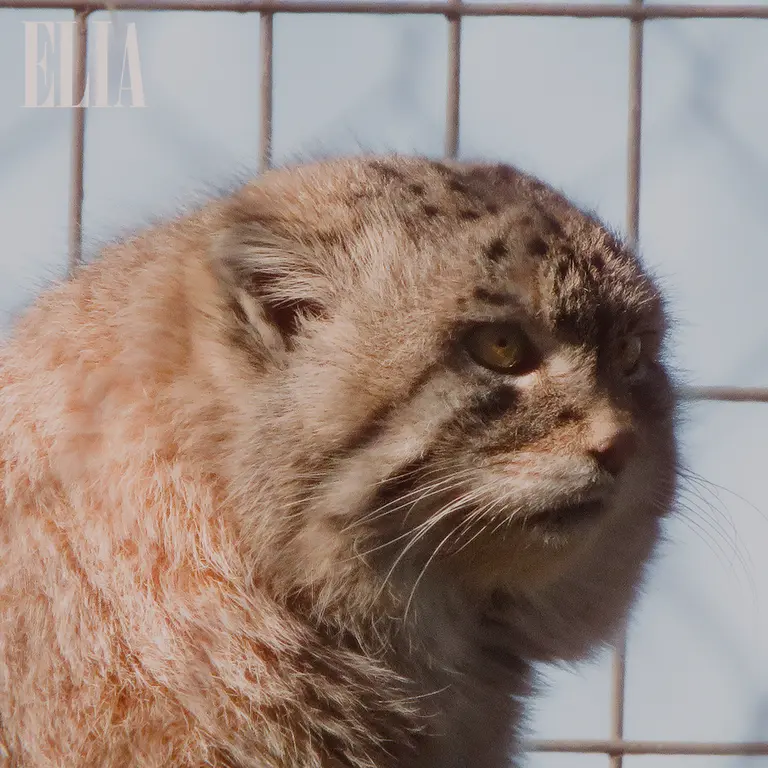 カルガリー動物園 / ワイルダー研究所のオラフの写真