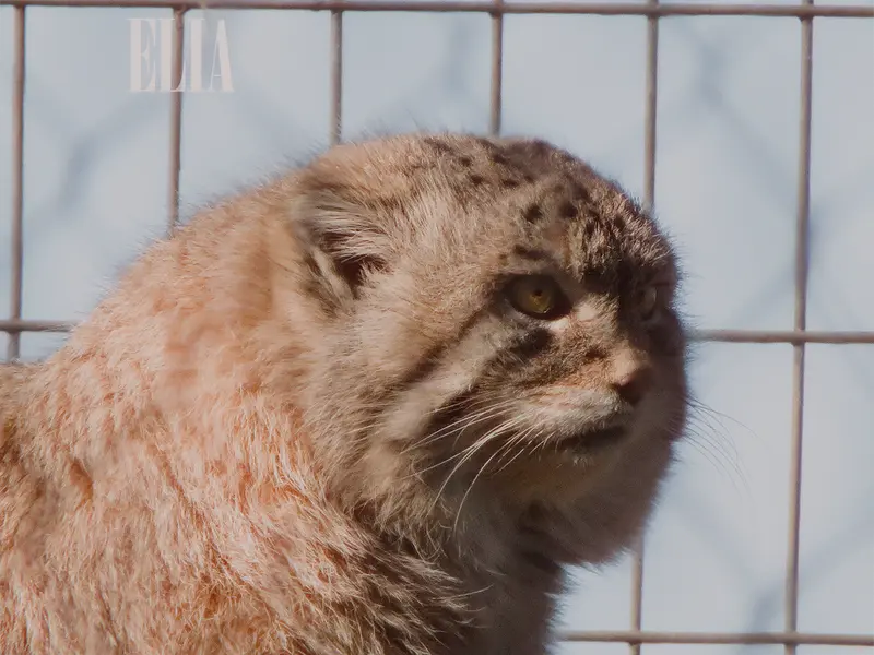 カルガリー動物園 / ワイルダー研究所のオラフの写真