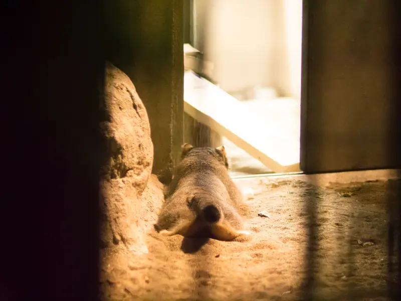 野毛山動物園のフィーガの写真