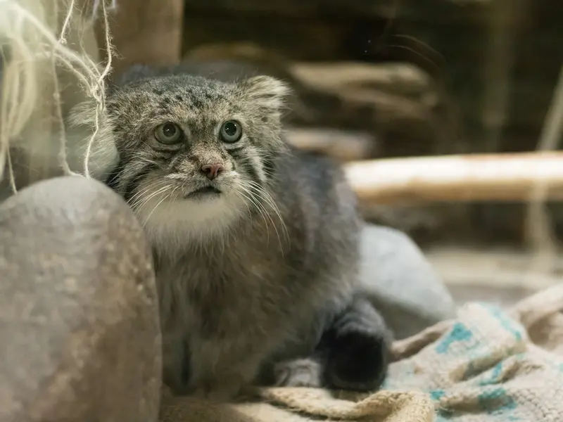 恩賜上野動物園のクリョンの写真