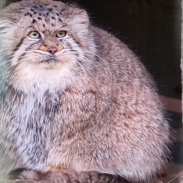 ティアパーク・ベルリンのマネキーネコの写真