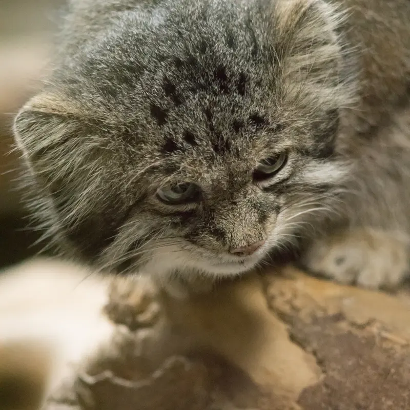 恩賜上野動物園のクリョンの写真