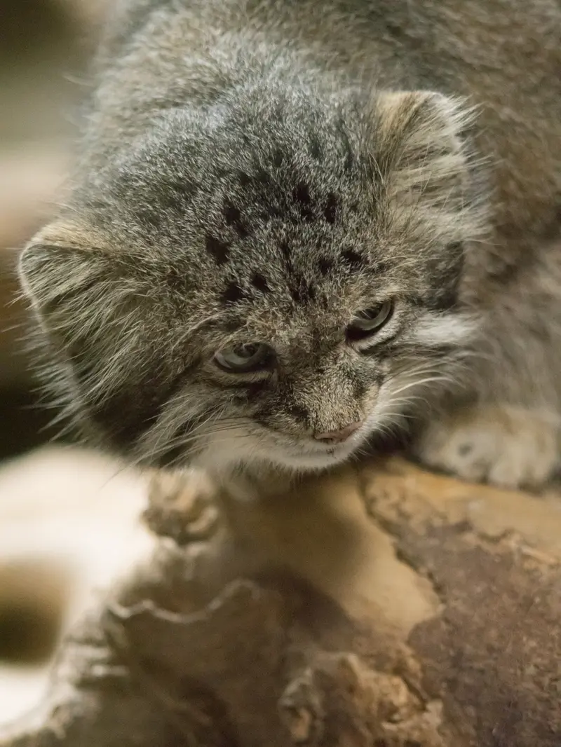 恩賜上野動物園のクリョンの写真