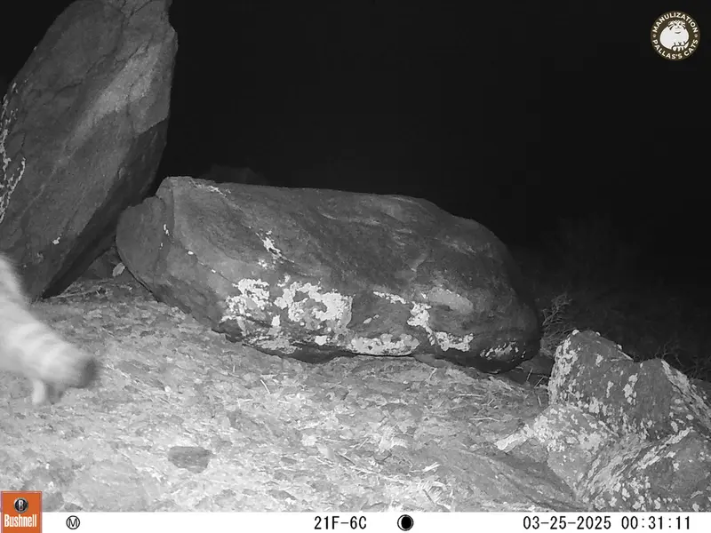 コシュカルカメラトラップで撮影したOtocolobus manul manulの写真