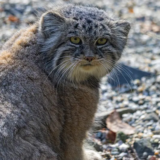 オストラヴァ動物園のモイラの写真