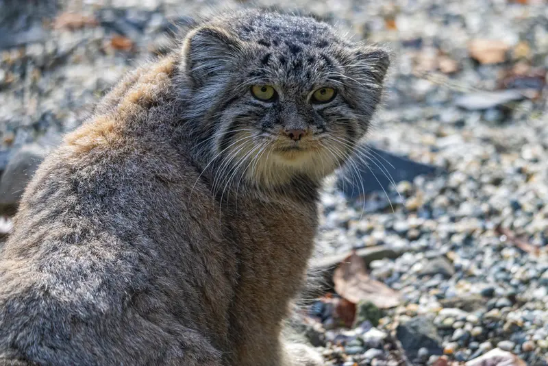 オストラヴァ動物園のモイラの写真