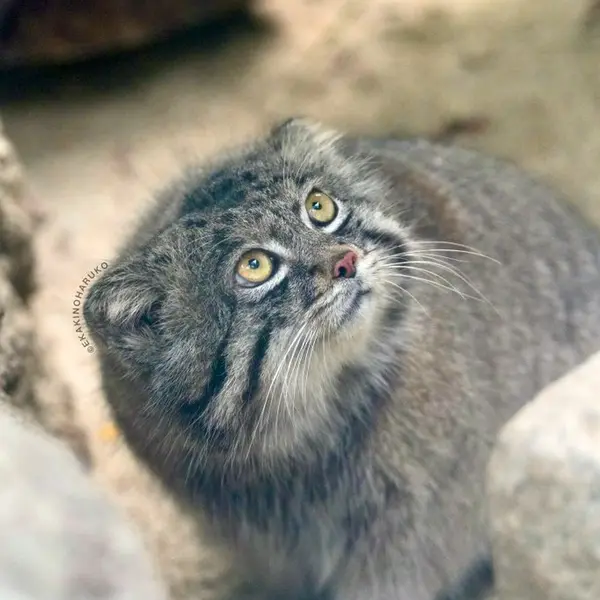 神戸どうぶつ王国のナルの写真