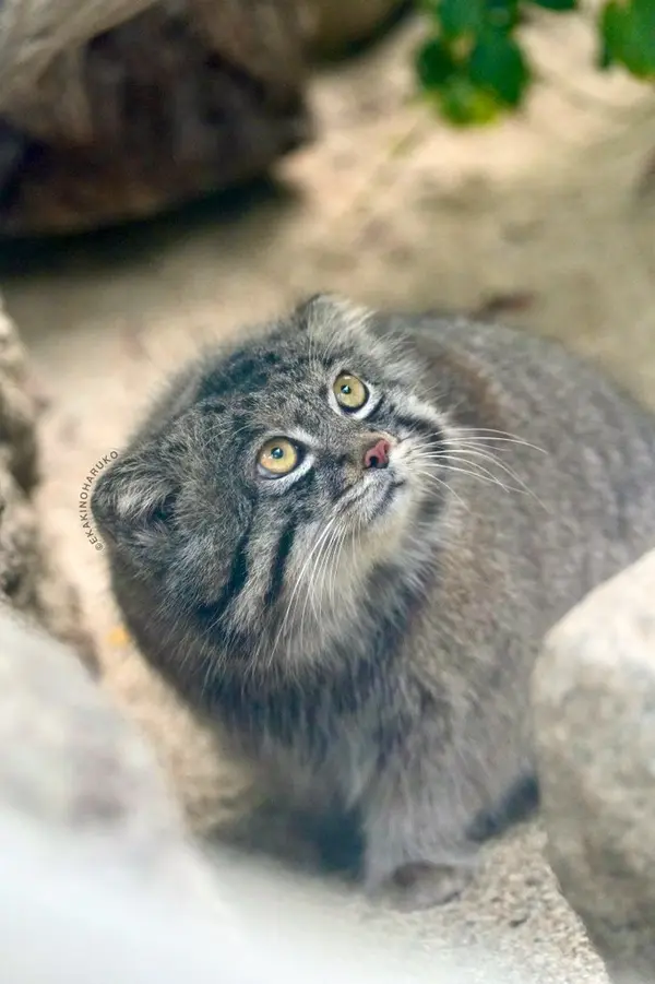 神戸どうぶつ王国のナルの写真
