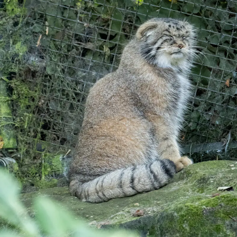 ロッテルダム動物園のコタの写真