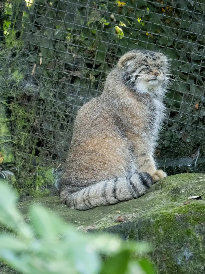 ロッテルダム動物園のコタの写真