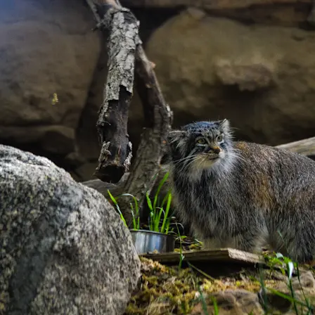 プエブロ動物園のオリーブの写真