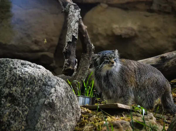 プエブロ動物園のオリーブの写真