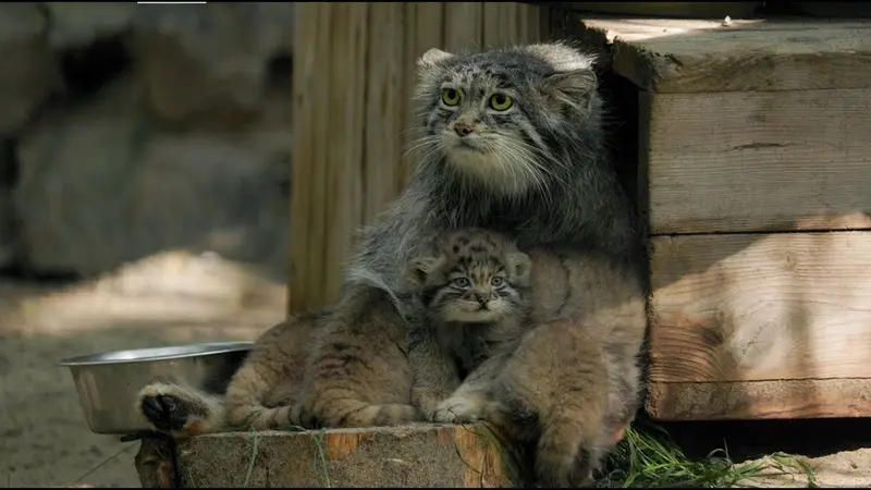 Novosibirsk Zooのミア、スネジンカ、マリク、スネジャナ、ミアの息子 2022 Ⅲ、ミアの娘 2022 Ⅳとバユンの動画