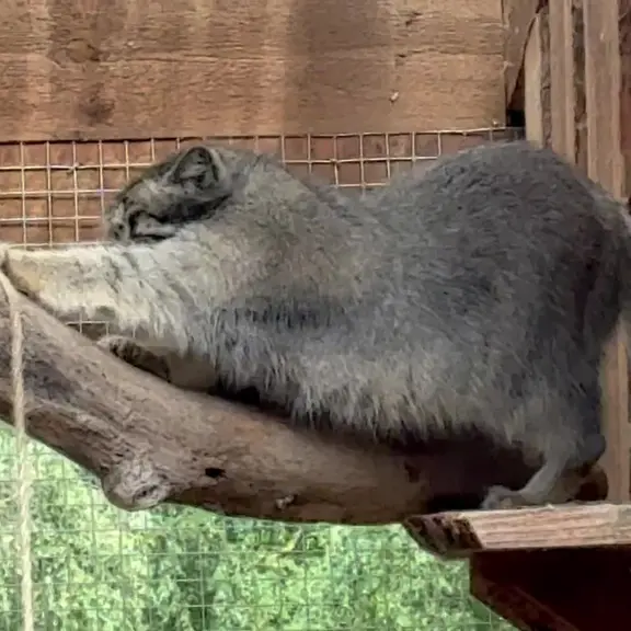 タリン動物園のマヌルネコの写真