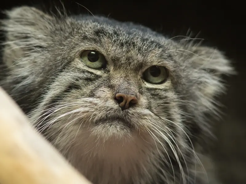 恩賜上野動物園のクリョンの写真