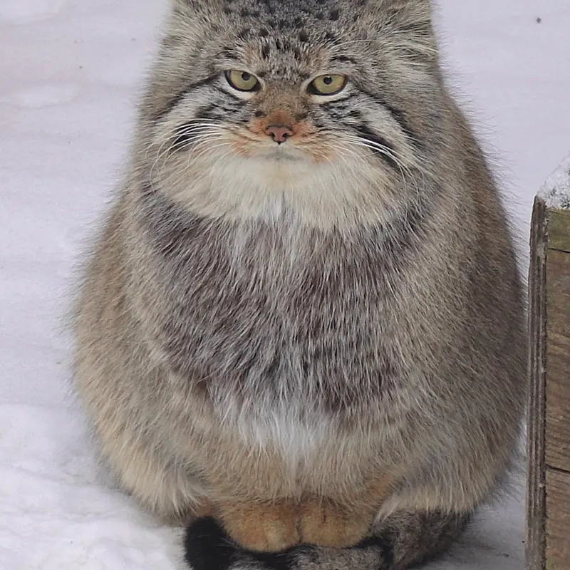 ノヴォシビルスク動物園のキムの写真