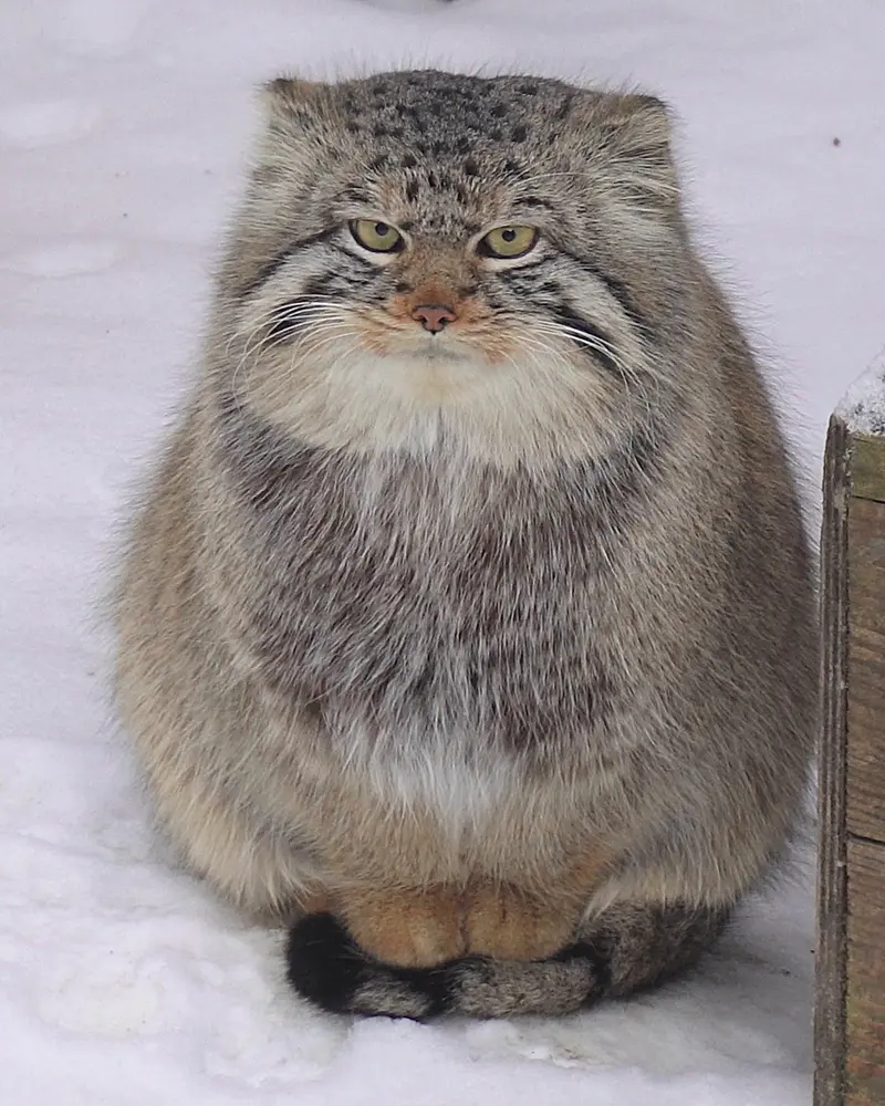 ノヴォシビルスク動物園のキムの写真
