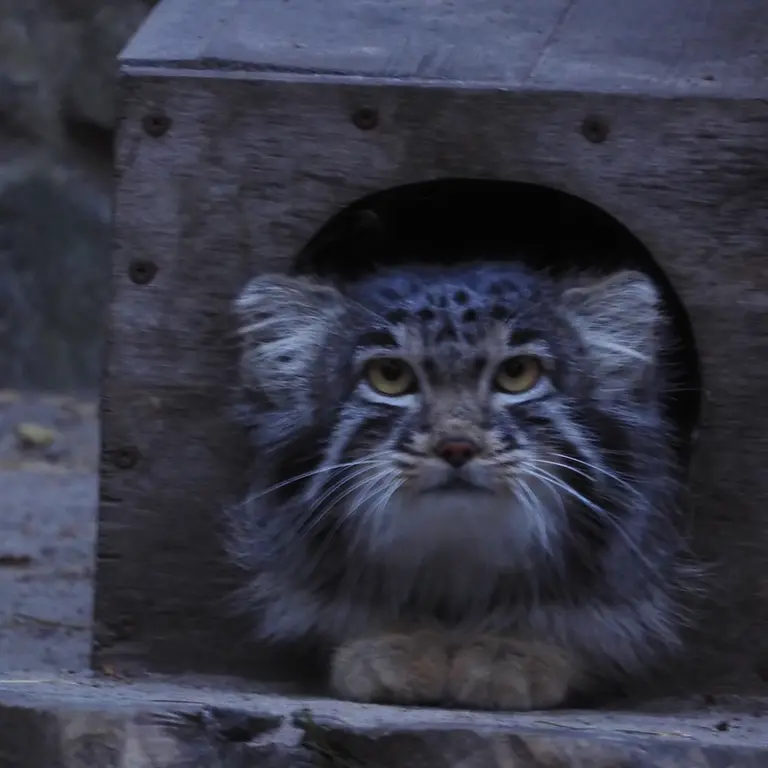 ノヴォシビルスク動物園のメンスの写真
