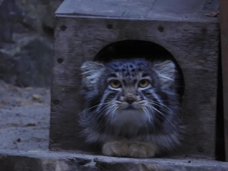 ノヴォシビルスク動物園のメンスの写真