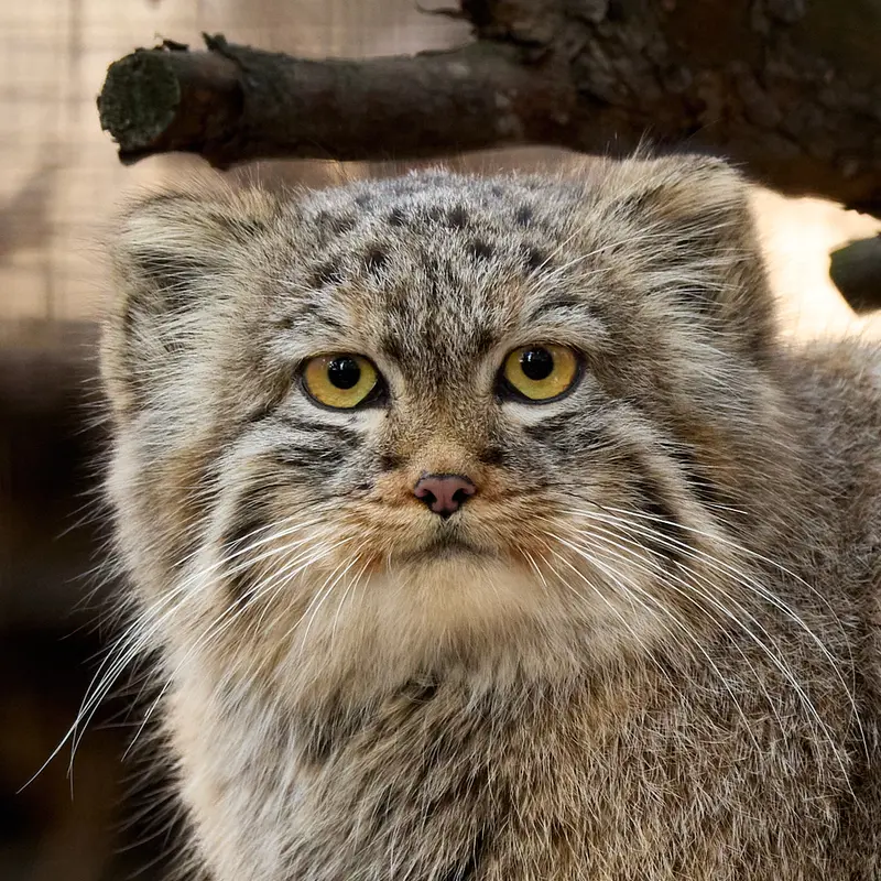 アマゾニア動物園のマヌルネコのロロの娘 2024 Ⅴ