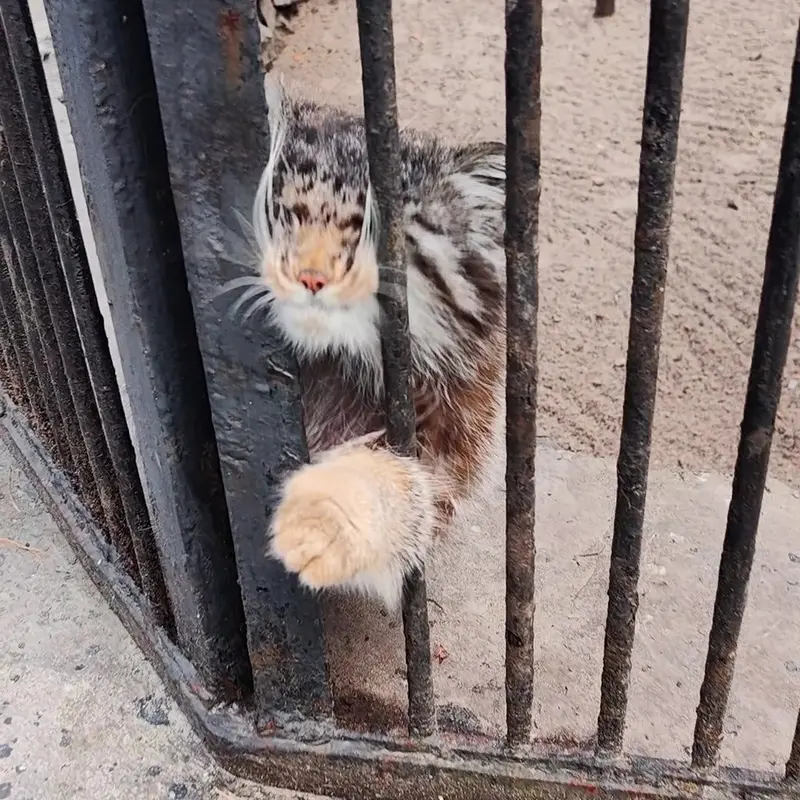 ノヴォシビルスク動物園のマヌルネコの写真