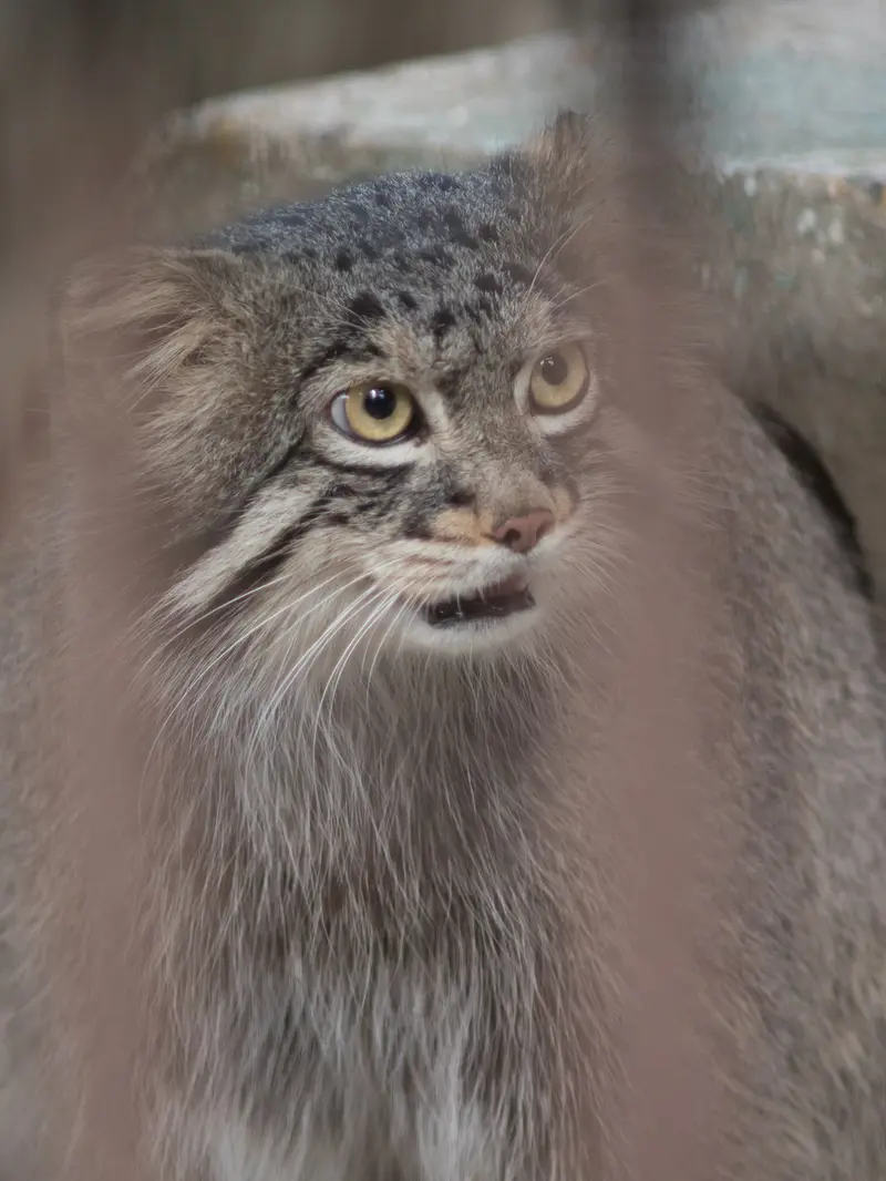 野毛山動物園のフィーガの写真