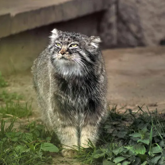 モスクワ動物園のダーライの写真
