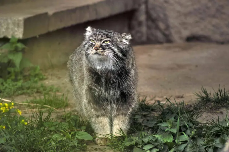 モスクワ動物園のダーライの写真