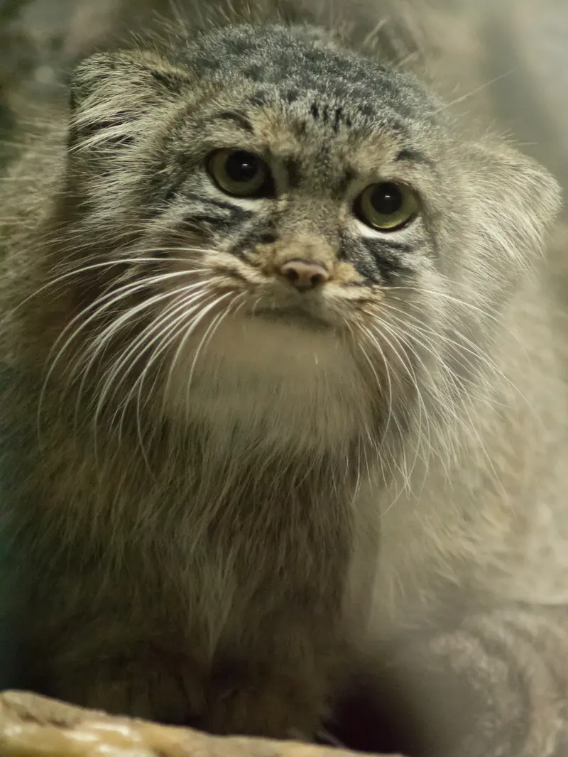 恩賜上野動物園のサフランの写真