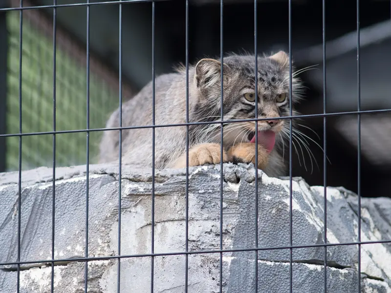 旭山動物園のヒデの写真