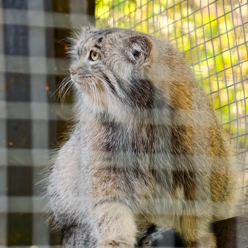 コシツェ動物園のアイセンの写真