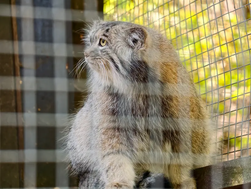 コシツェ動物園のアイセンの写真