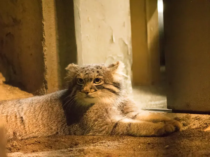 野毛山動物園のフィーガの写真