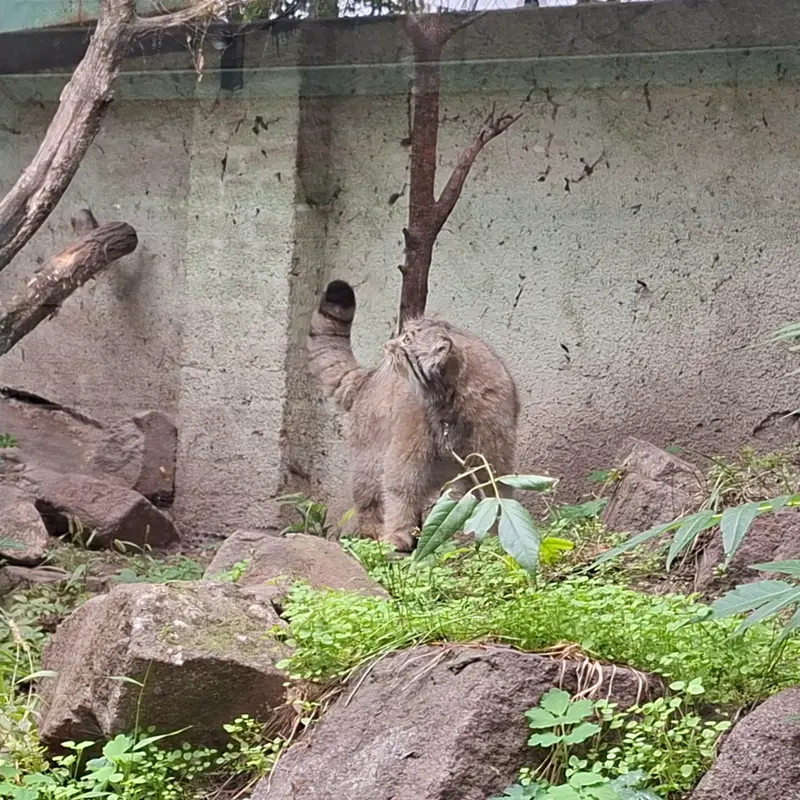 ブダペスト動物園＆植物園のボフスの写真