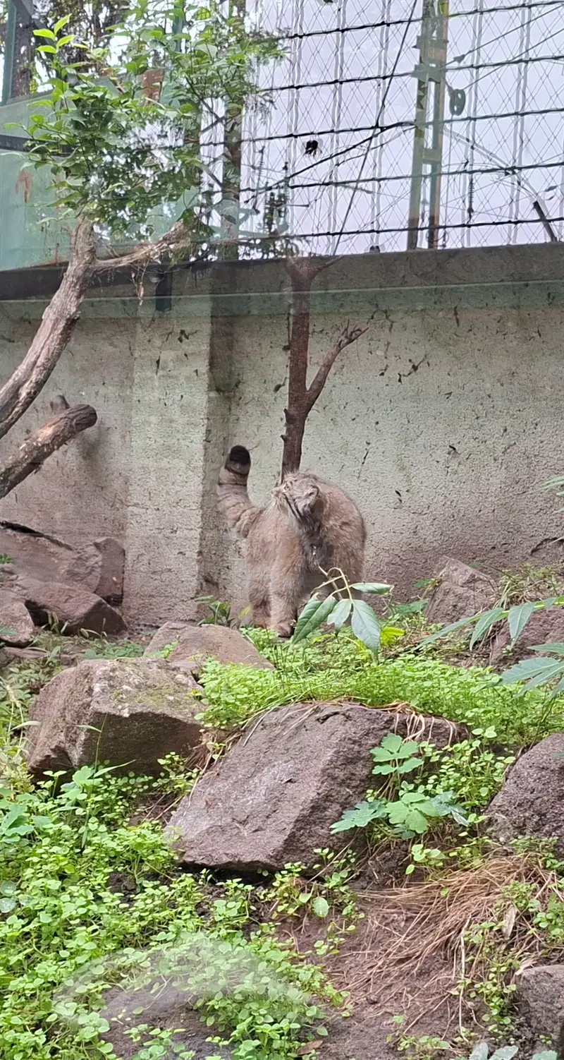 ブダペスト動物園・植物園のボフスの写真