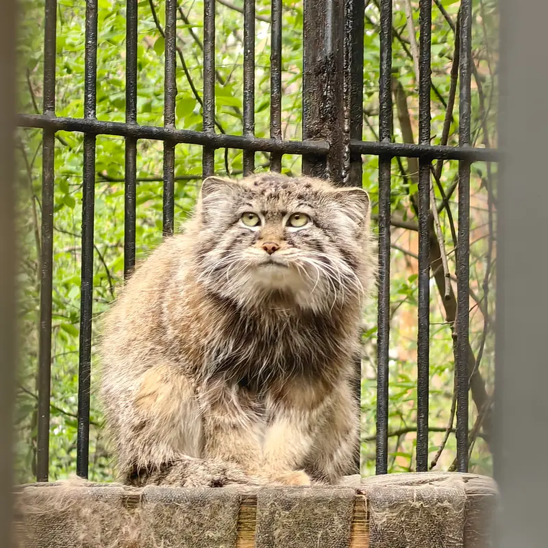 ノヴォシビルスク動物園のシルヴェスターの写真
