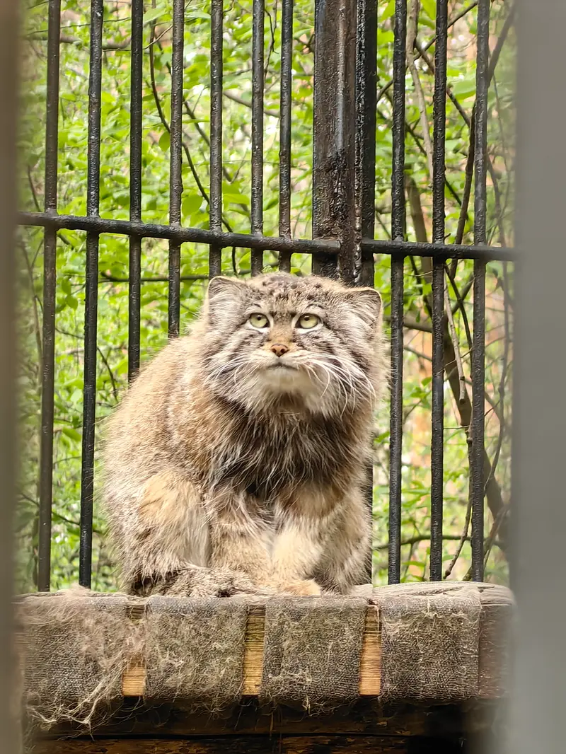 ノヴォシビルスク動物園のシルヴェスターの写真