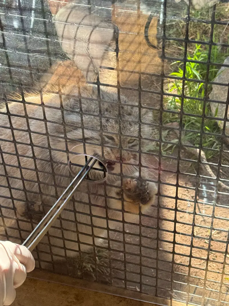 レザの写真