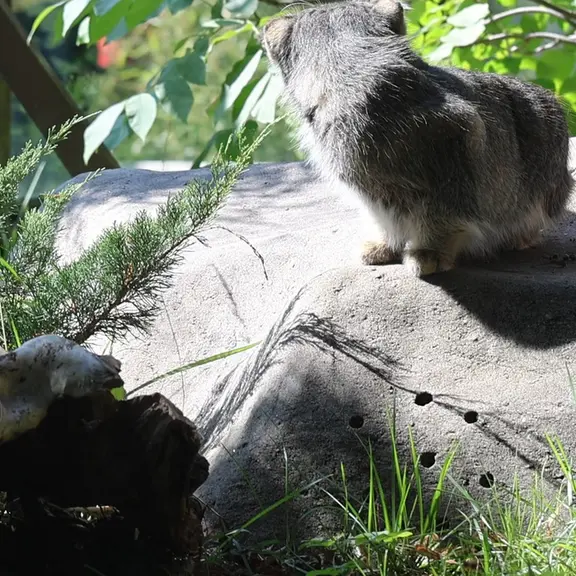 モスクワ動物園のマヌルネコの写真