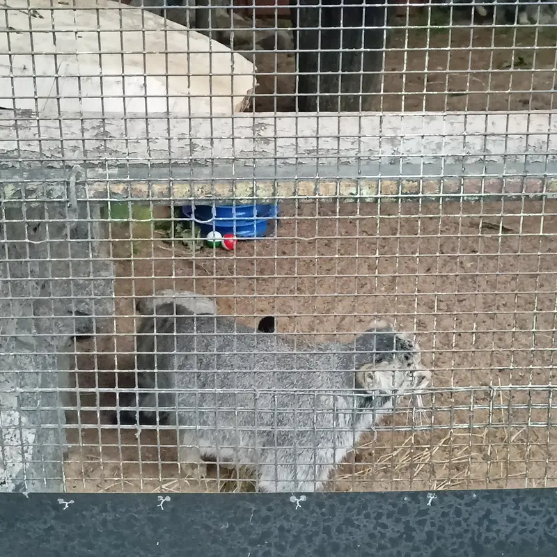マヌルネコの写真