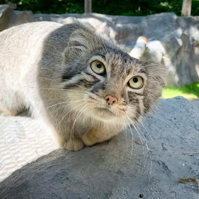 ビンガムトン動物園（ロス・パーク）のジョディの写真