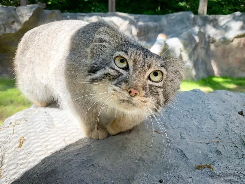 ビンガムトン動物園（ロス・パーク）のジョディの写真